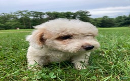 Mini Goldendoodle dogs for sale: Sadie - Image 3