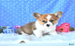 Welsh Corgi Pembroke dogs for sale: Patsy - Image 1