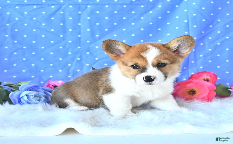 Welsh Corgi Pembroke dogs for sale - Ad 1