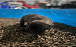 Olde English Bulldogge dogs for sale: Olde English Bulldogge 3 puppies - Image 13