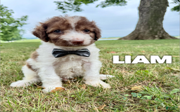 Saint Berdoodles dogs for sale: Liam- Standard F1b - Image 2