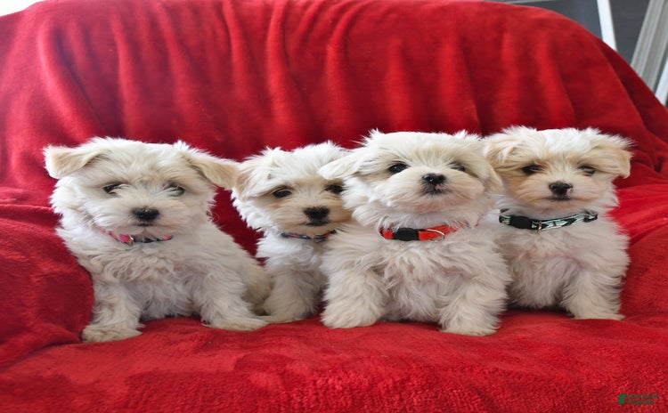 Maltese dogs - Advert 1