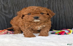 Cavapoo dogs for sale: Remi - Image 30