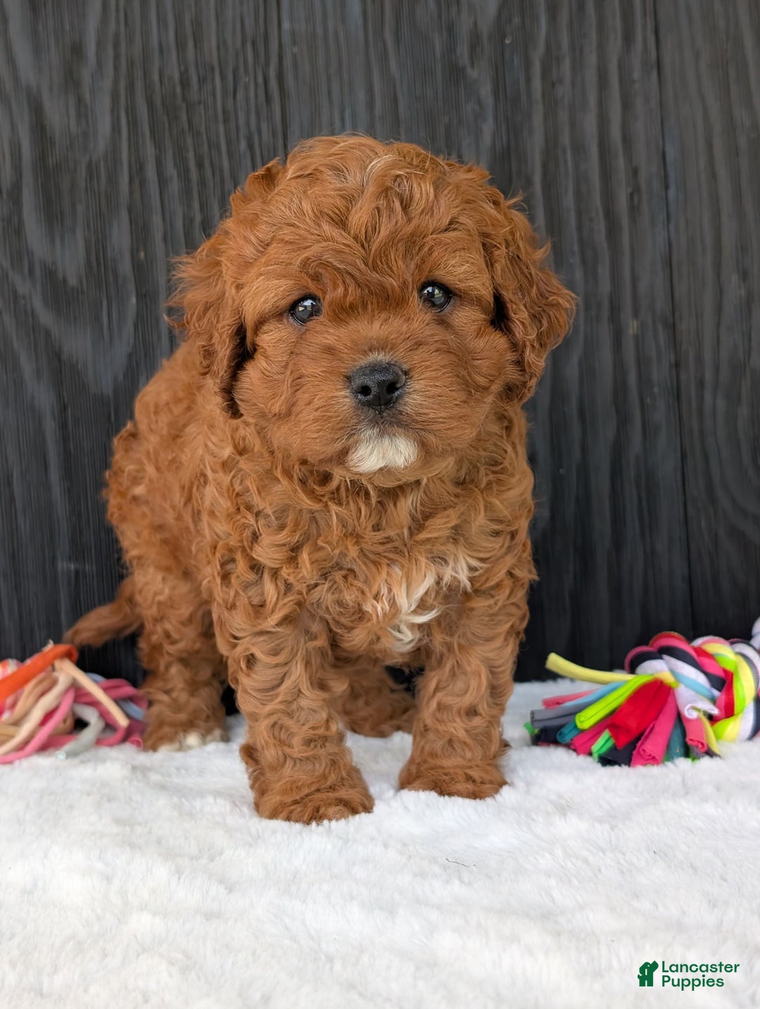 Cavapoo dogs for sale: Remi - Image 30