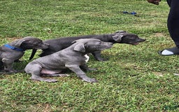 American Bully dogs for sale: Razor Edge Pup - Image 9