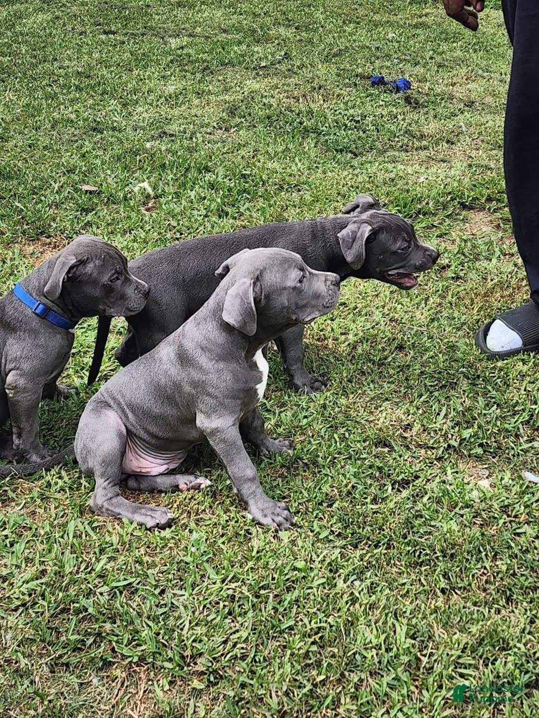American Bully dogs for sale: Razor Edge Pup - Image 9