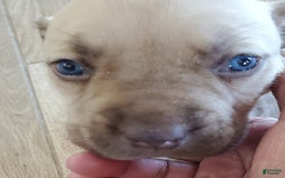South African Boerboels dogs for sale: Jolie - Image 1