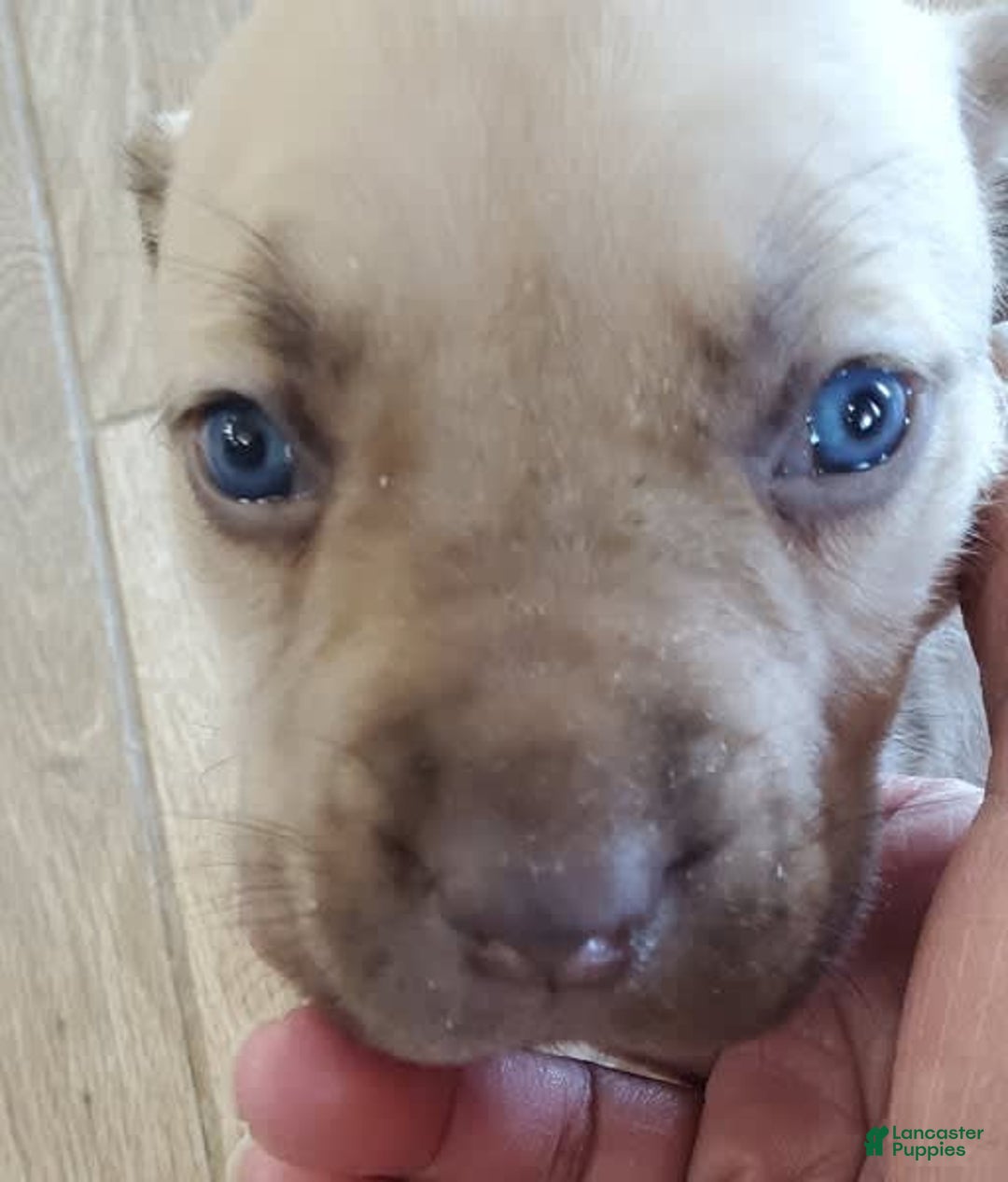 South African Boerboels dogs for sale: Jolie - Image 1