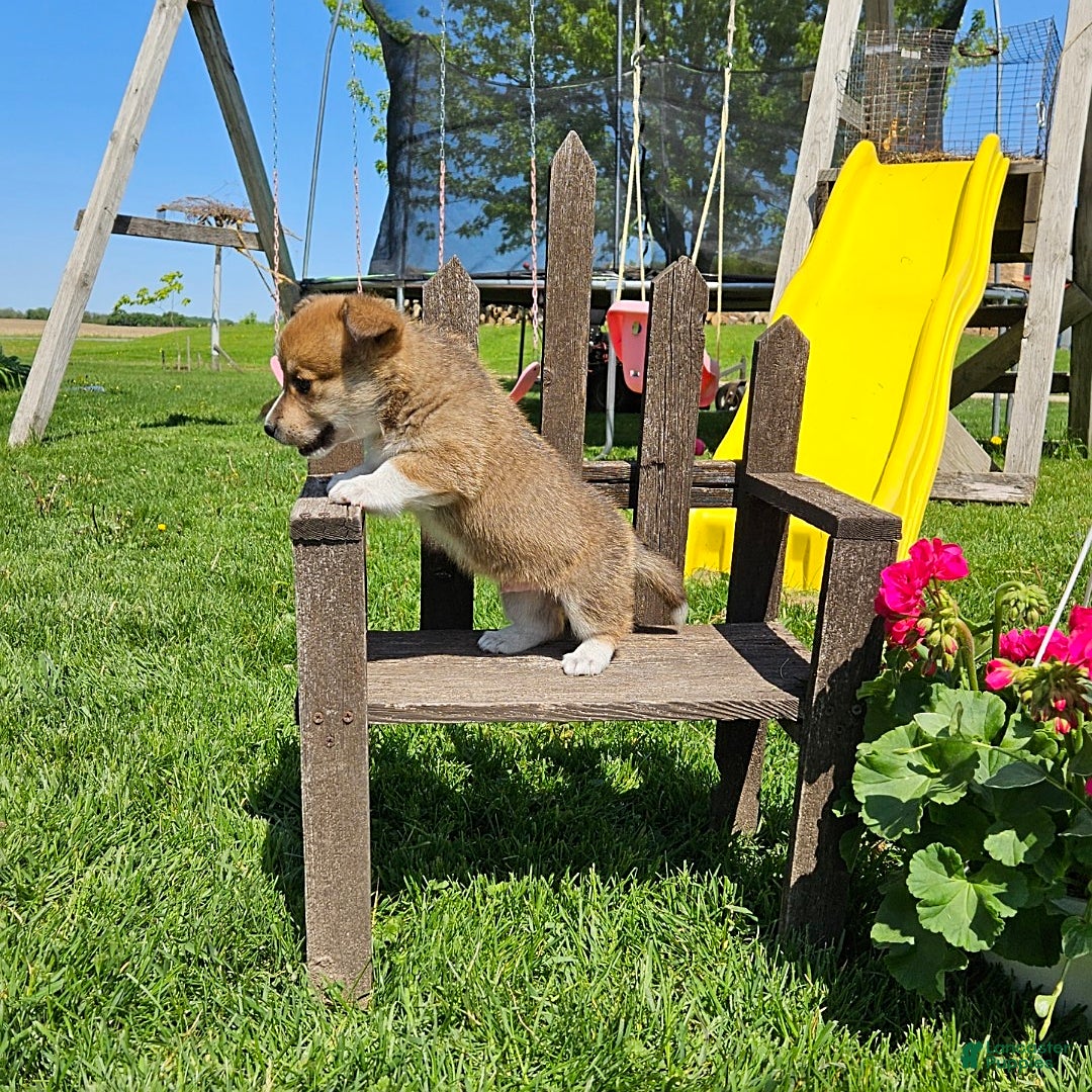 Welsh Corgi Pembroke dogs for sale: Chocolate - Image 4