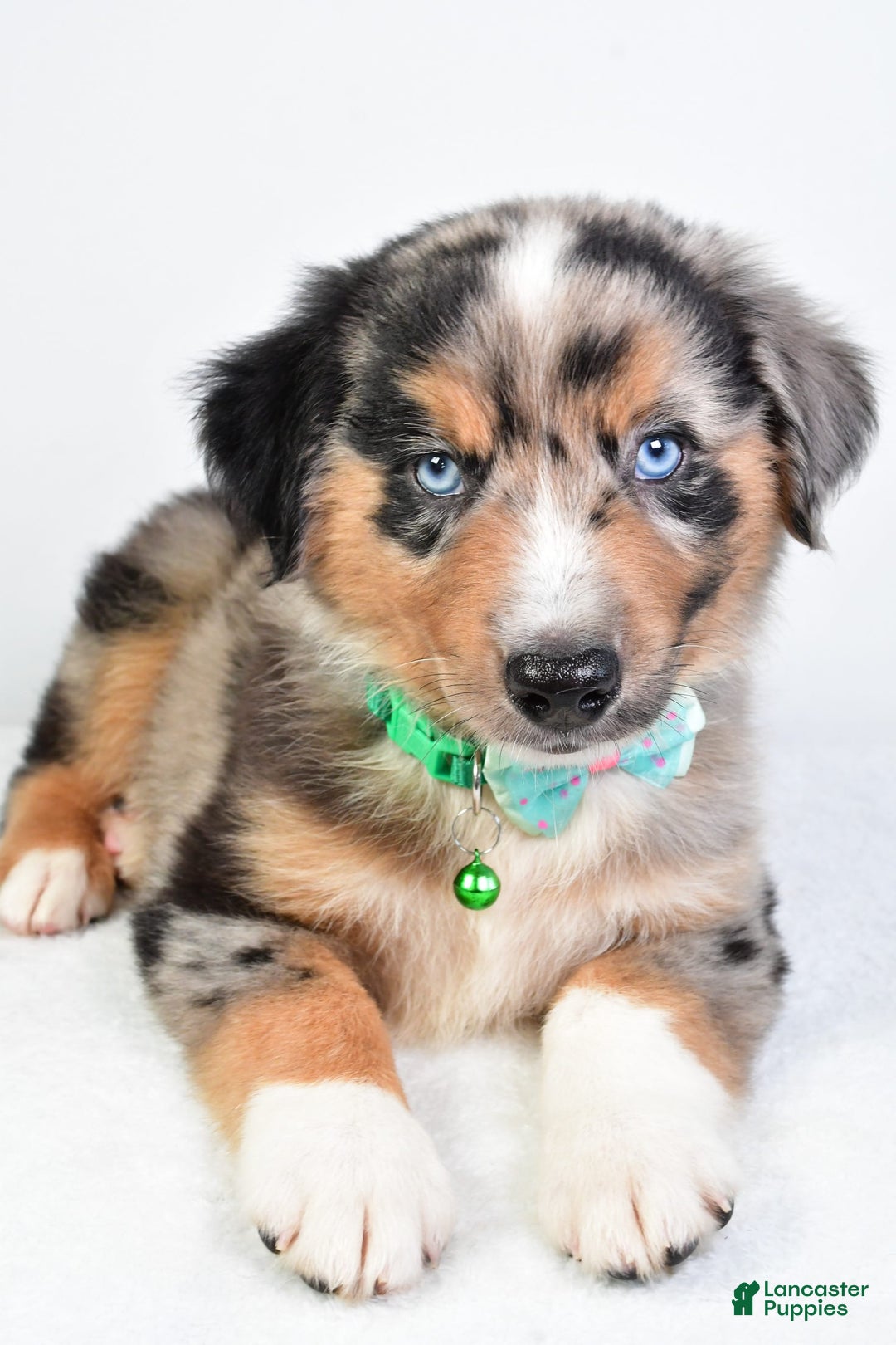 Miniature Australian Shepherd dogs for sale: Skylar - Image 5
