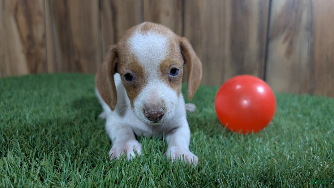 Dachshund dogs for sale: Tiny Girl 1 - Image 3