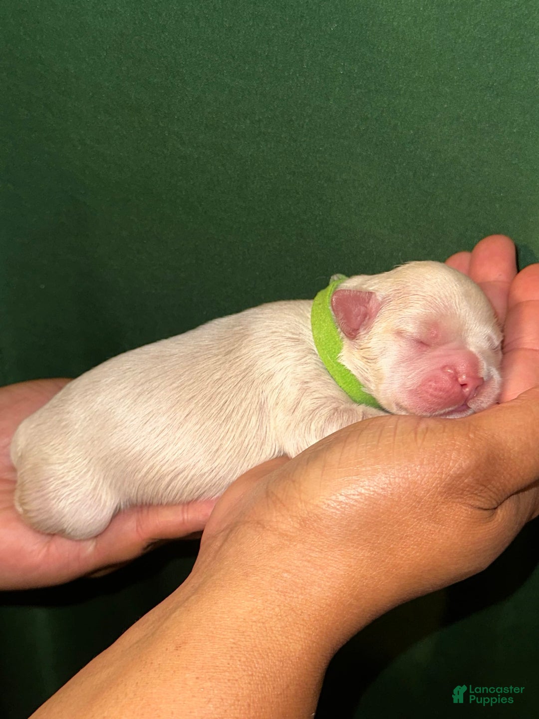French Bulldog dogs for sale: Latto - Image 5