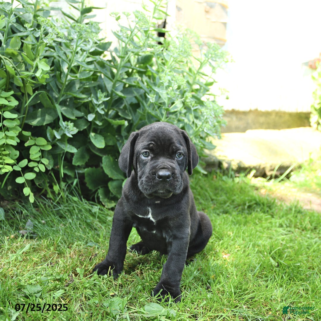 Cane Corso dogs for sale: Pepsi - Image 3