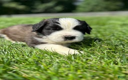 Saint Bernard dogs for sale: Belle - Image 1