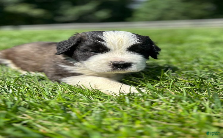 Saint Bernard dogs for sale - Ad 1