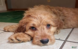 Goldendoodle dogs for sale: Victor - Image 3