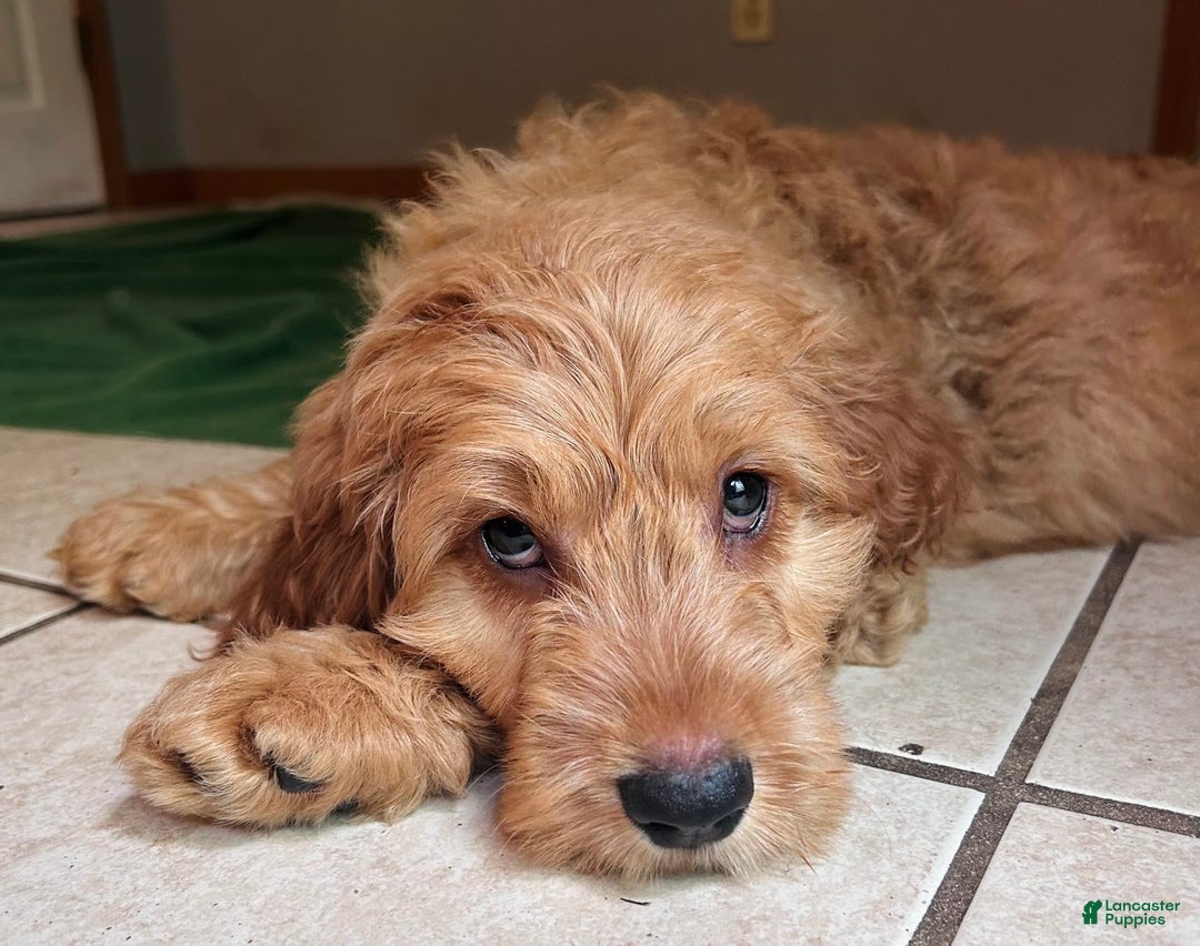 Goldendoodle dogs for sale: Victor - Image 3