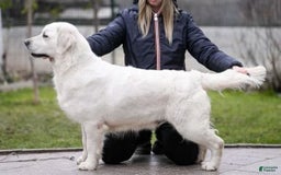 Golden Retriever dogs for sale: Beau - Image 5