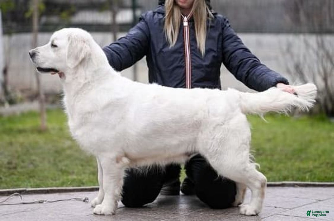 Golden Retriever dogs for sale: Beau - Image 5