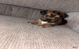 Morkie dogs for sale: Mocha - Image 4