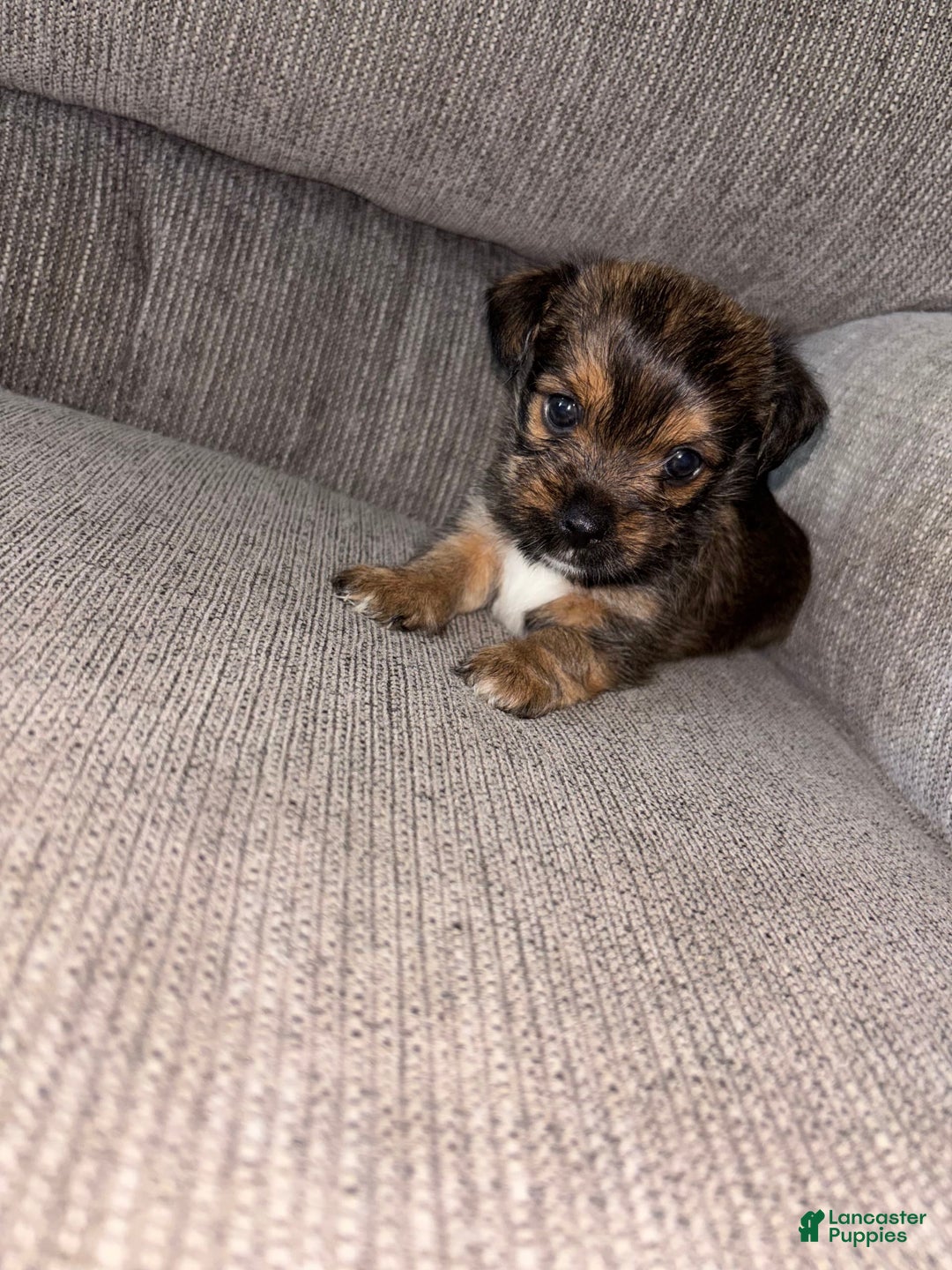Morkie dogs for sale: Mocha - Image 4