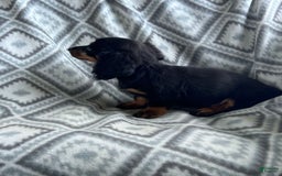 Dachshund dogs for sale: Midnight - Image 4