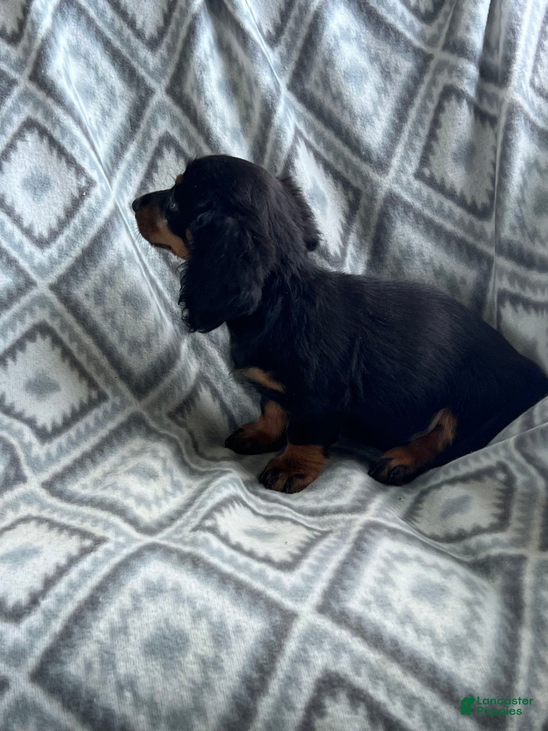 Dachshund dogs for sale: Midnight - Image 4