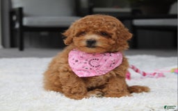 Miniature Poodle dogs for sale: Natasha - Image 12