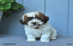 Shihpoo dogs for sale: Hudson - Image 3