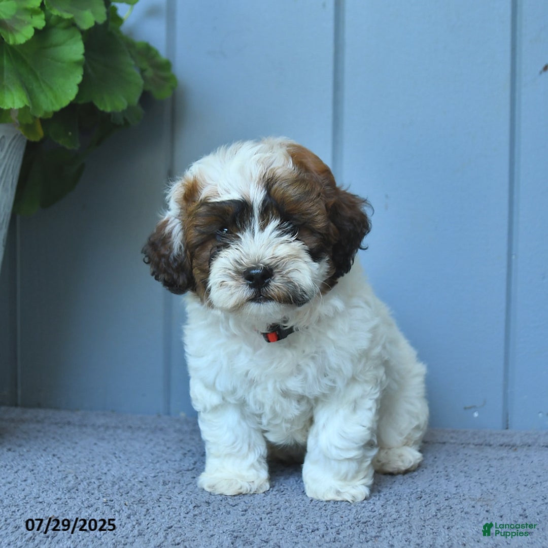 Shihpoo dogs for sale: Hudson - Image 3