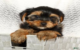 Yorkshire Terrier dogs for sale: Cody - Image 4