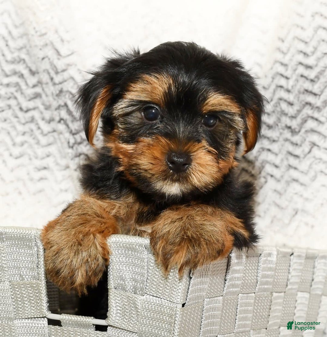 Yorkshire Terrier dogs for sale: Cody - Image 4