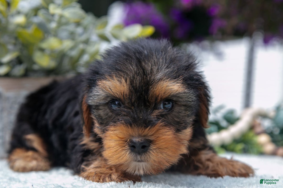 Yorkshire Terrier dogs for sale: Yorkshire Terrier 3 puppies - Image 6