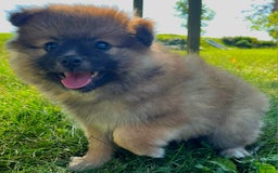 Pomeranian dogs for sale: Finley - Image 3