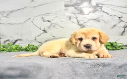 Mini Hippo dogs for sale: Bella - Image 10