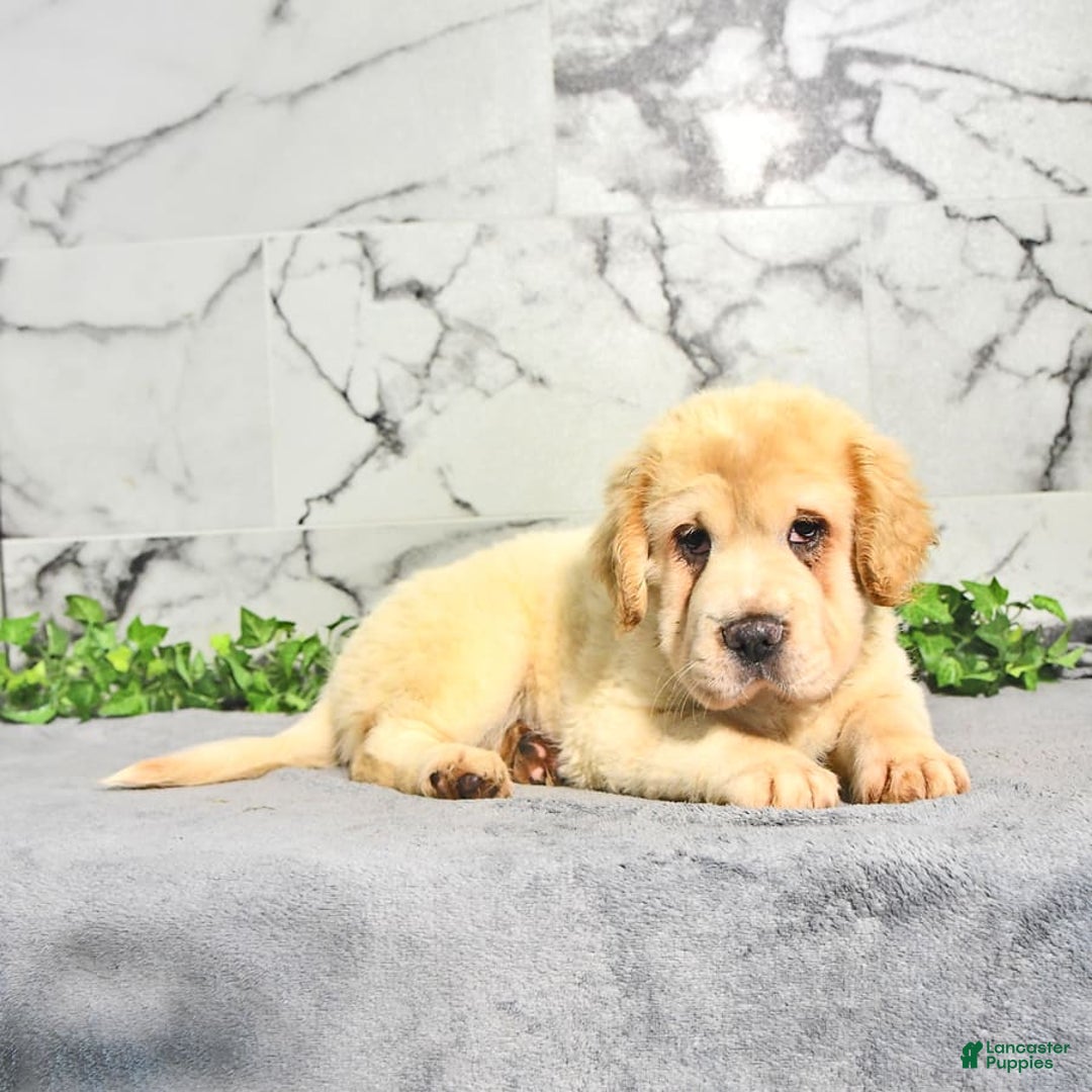 Mini Hippo dogs for sale: Bella - Image 10