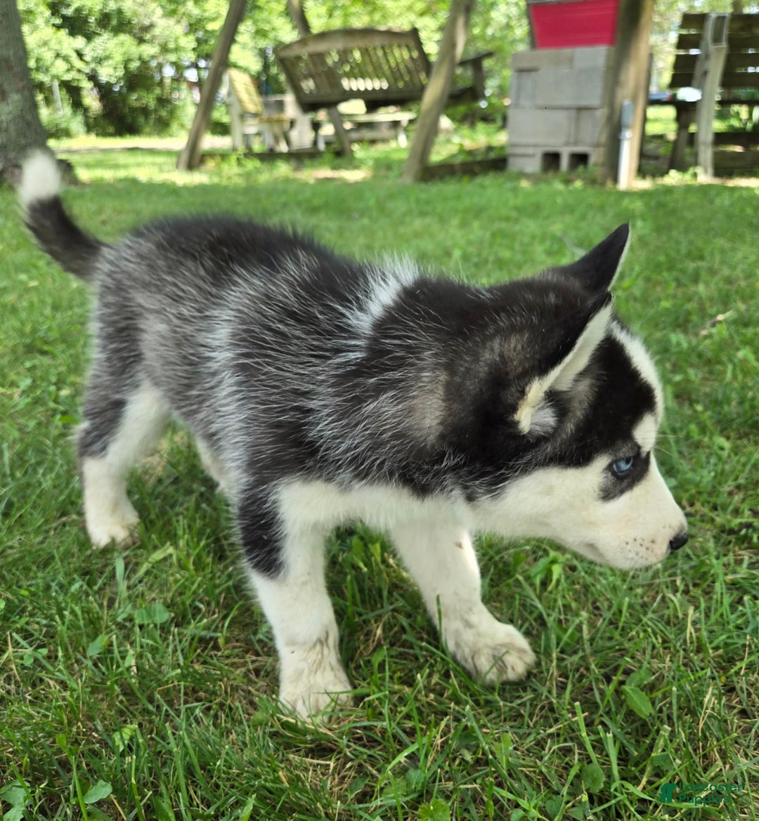 Siberian Husky dogs for sale: Thunder - Image 7