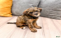 Yorkiepoo dogs for sale: Lacy - Image 5