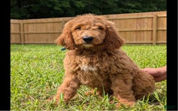 Irish Doodle dogs for sale: Vallen - Image 3