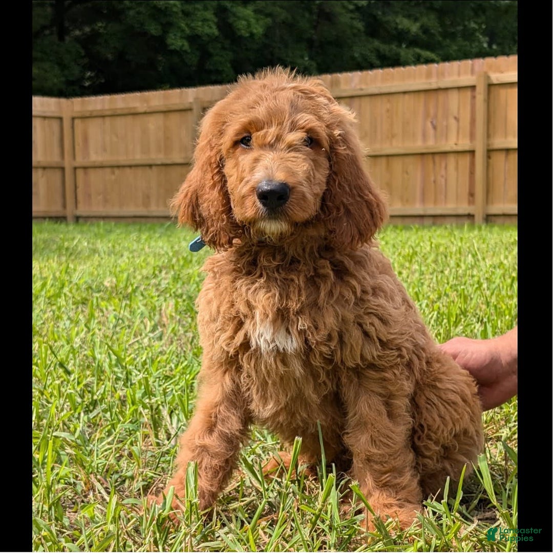 Irish Doodle dogs for sale: Vallen - Image 3