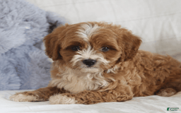 Cavapoo dogs for sale: Rusty - Image 4