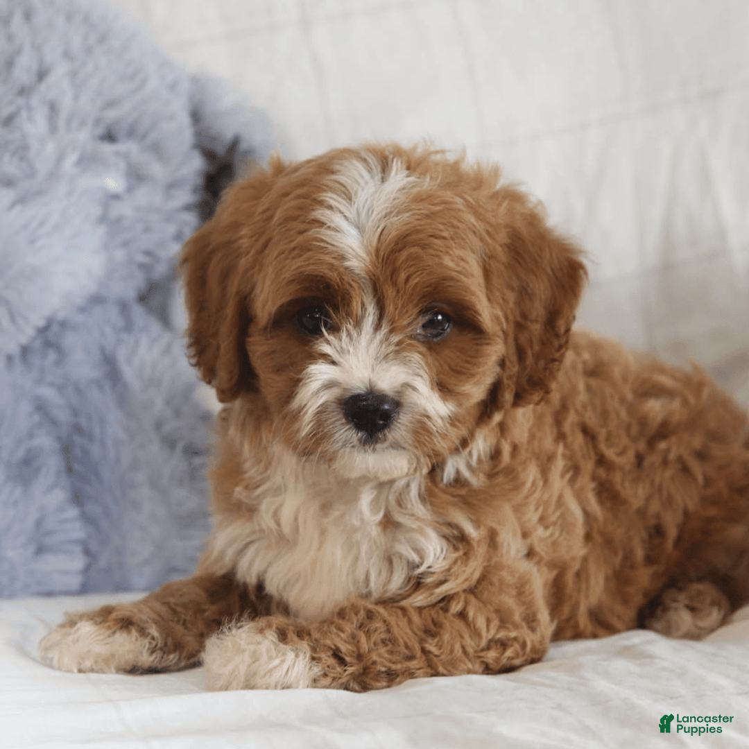 Cavapoo dogs for sale: Rusty - Image 4