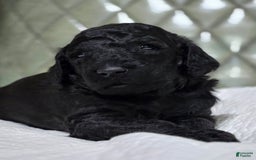 Standard Poodle dogs for sale: Ember - Image 3