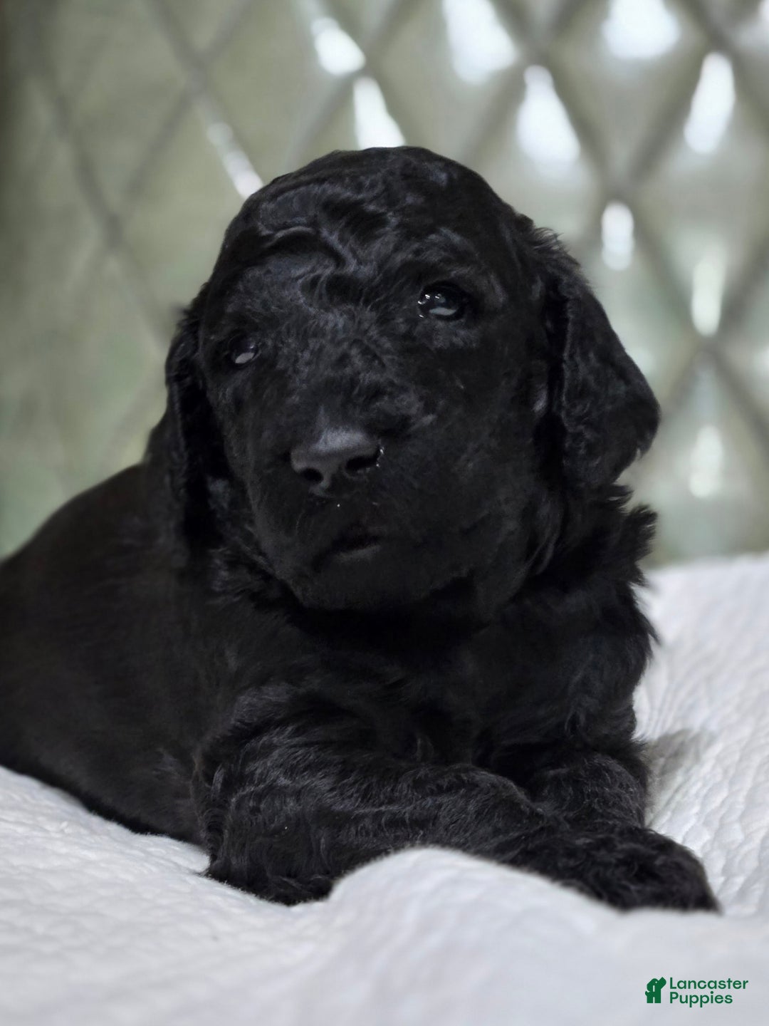Standard Poodle dogs for sale: Ember - Image 3