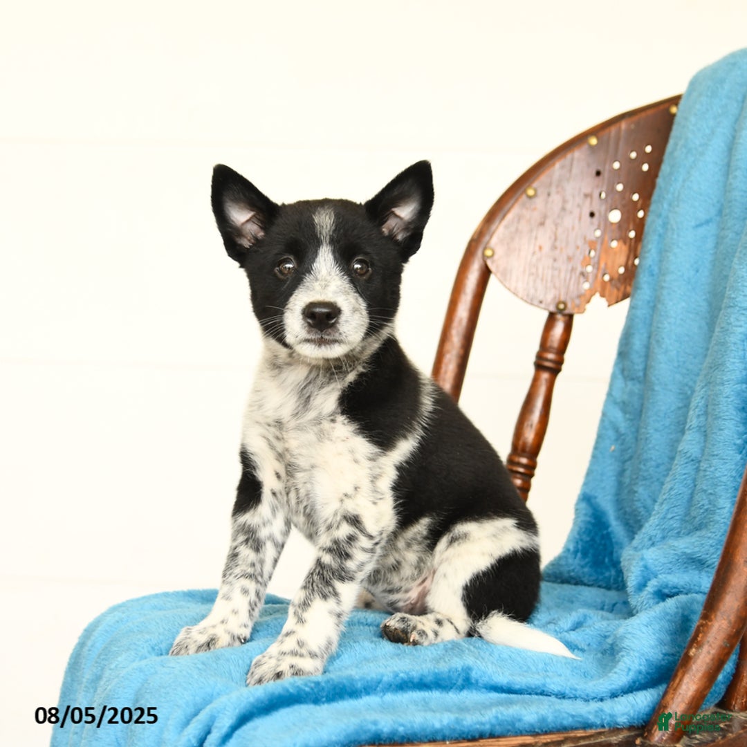 Australian Cattle Dog dogs for sale: Carly - Image 1