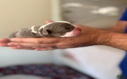 Olde English Bulldogge dogs for sale: Morticia - Image 1
