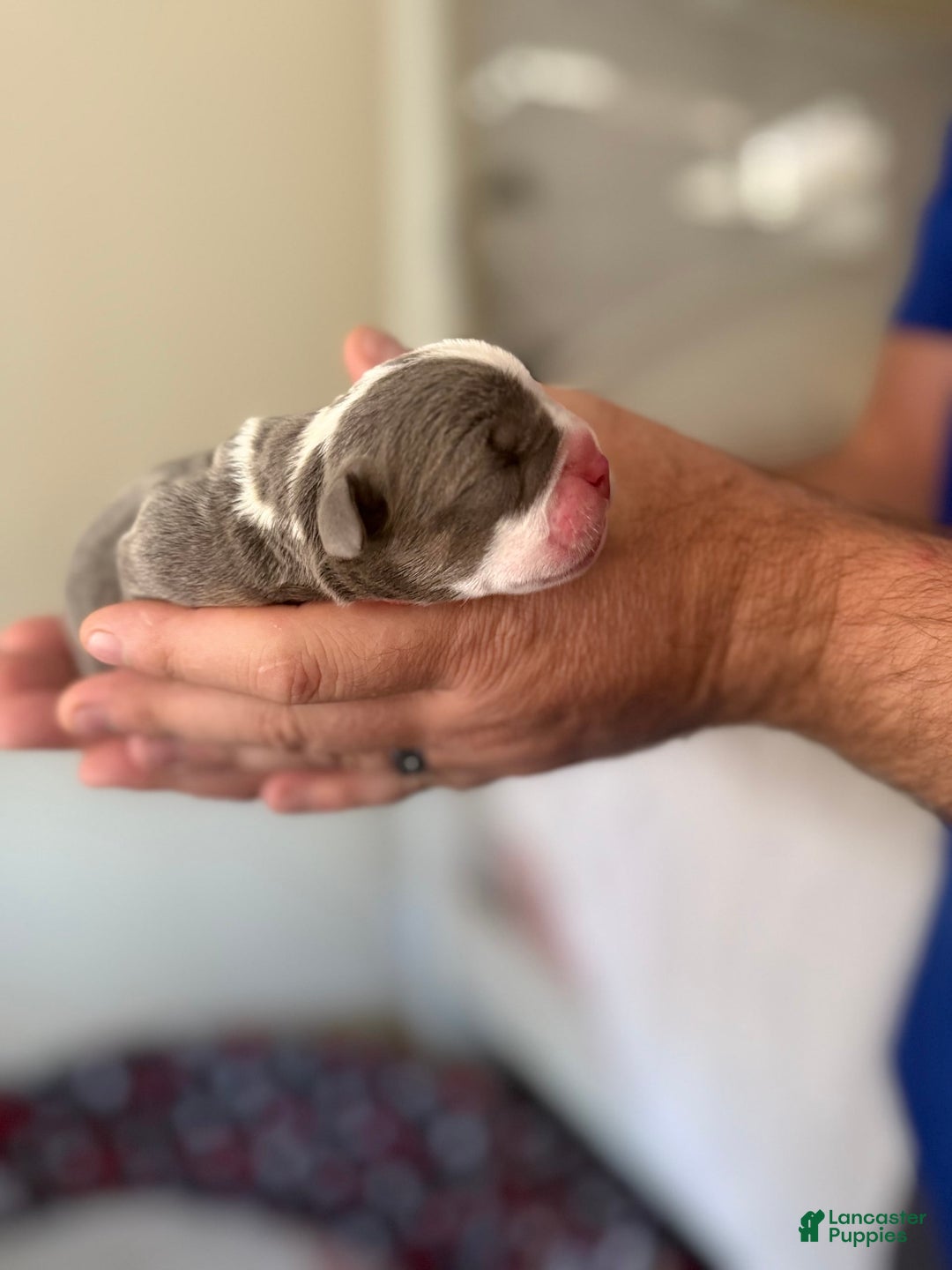 Olde English Bulldogge dogs for sale: Morticia - Image 1