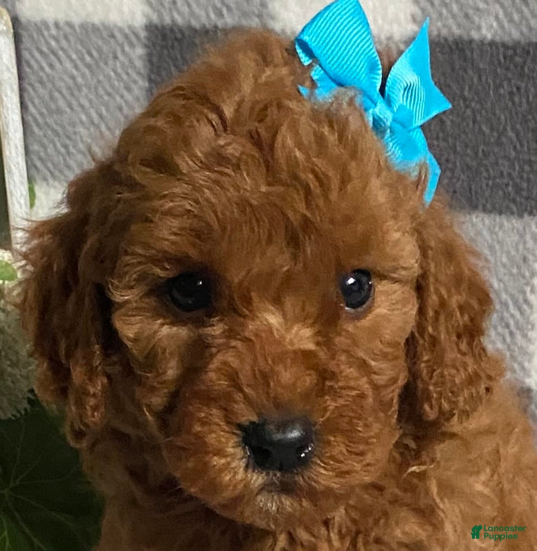 Mini Goldendoodle dogs for sale: Libby - Image 4