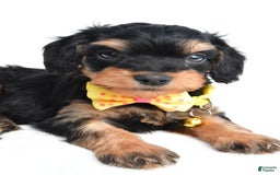 Cavapoo dogs for sale: Blaze - Image 2