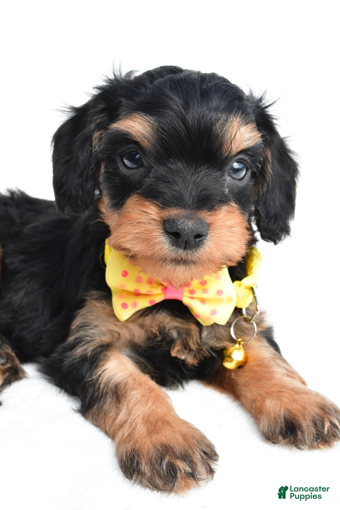 Cavapoo dogs for sale: Blaze - Image 2